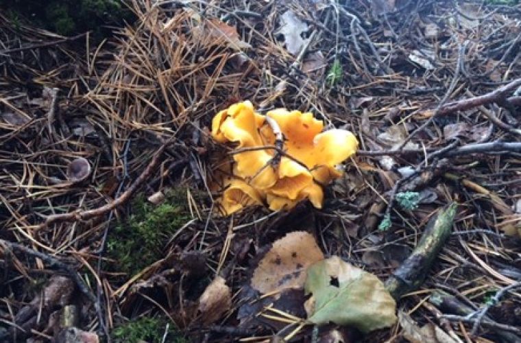 Mushroom hunting, Imatra Lappeenranta, Saimaa, Lakeland