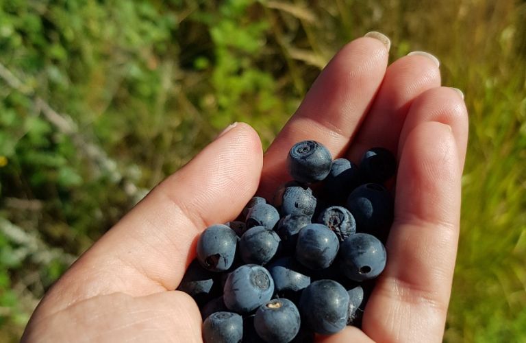 Berry picking, Lake land, Saimaa, Imatra, Finland