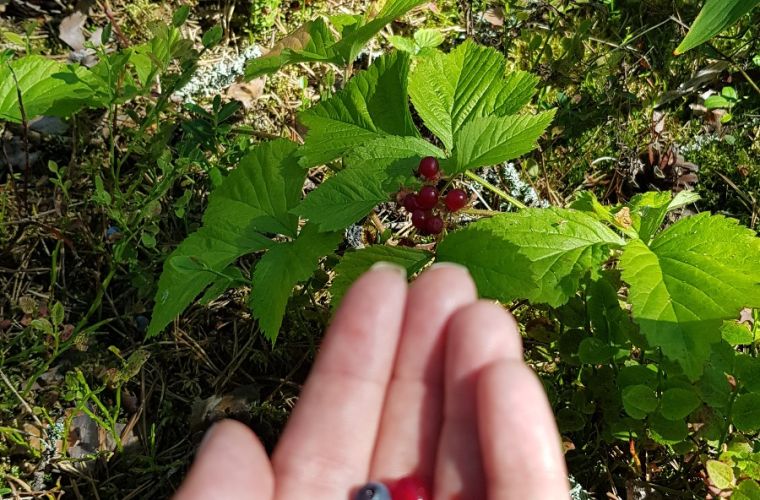 Berry picking, Lake land, Saimaa, Imatra, Finland